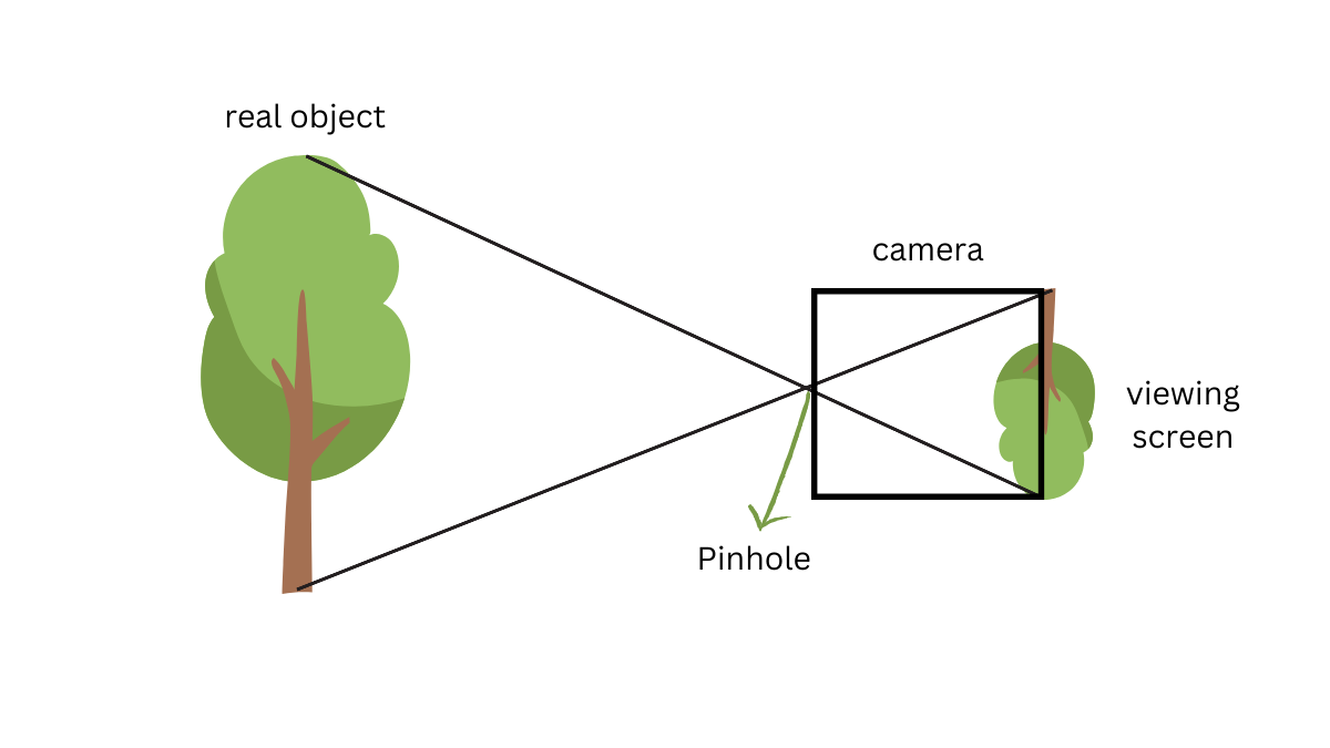 A daigram showing light travelling in straight lines from a tree through a hole and revealing the image upside down on the screen.